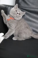 British Shorthair cats - Advert 1