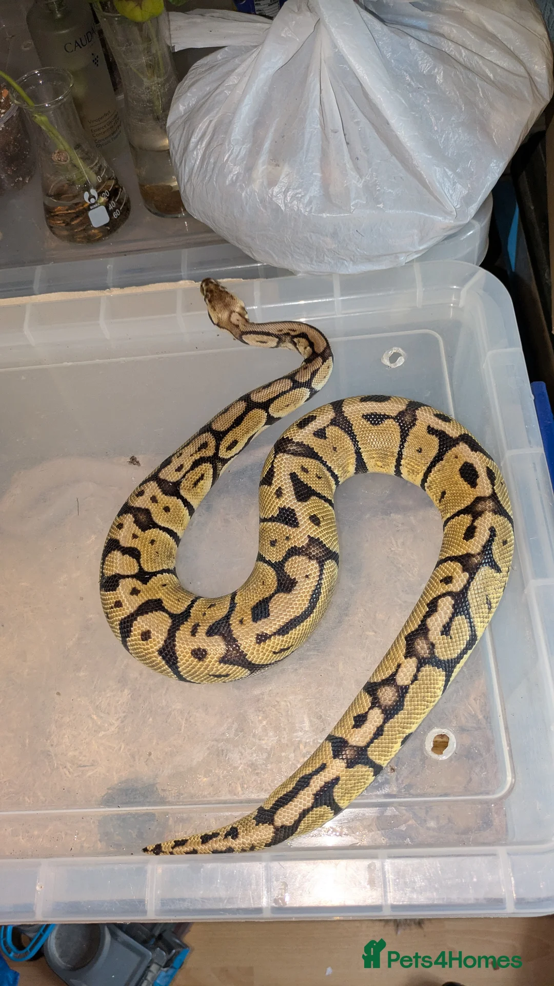 Python Snake reptiles for sale: Various Royal pythons & hatchling rack available  - Advert 1