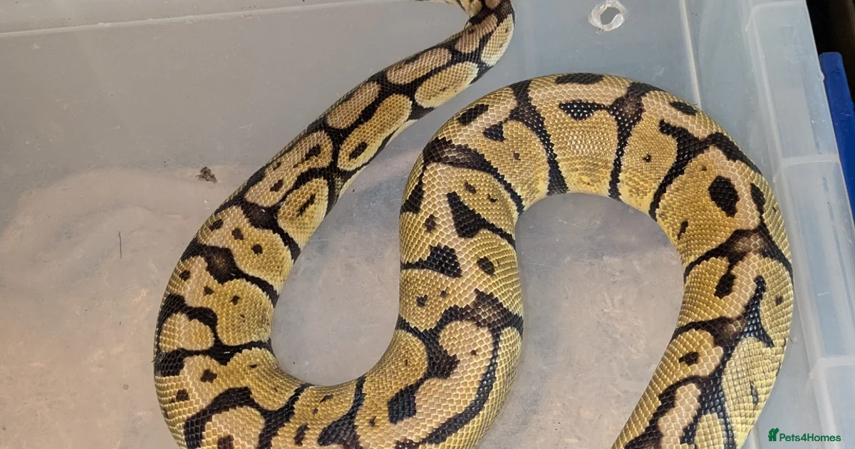 Python Snake Reptiles for sale | Pets4Homes