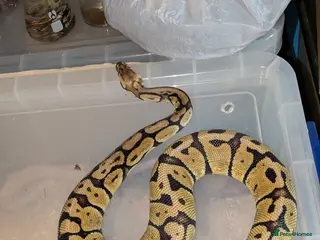 Python Snake reptiles Various Royal pythons & hatchling rack available - Advert 1