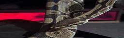 Python Snake reptiles for sale: Female Royal Ball Python + Full Enclosure Setup - Advert 2