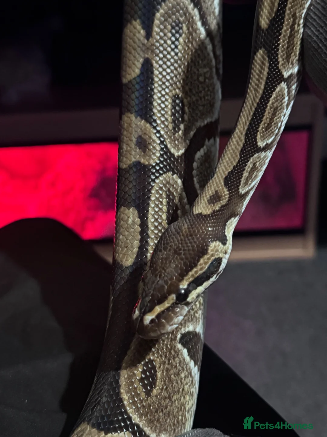 Python Snake reptiles for sale: Female Royal Ball Python + Full Enclosure Setup - Advert 2