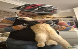 Scottish Fold cats for sale: Beautiful registered Scottish fold girl - Image 4