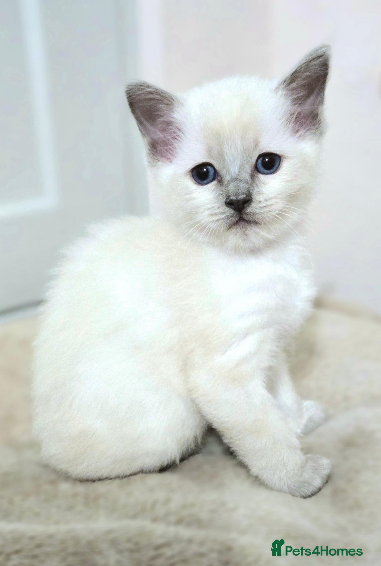 Ragdoll cats ADORABLE GCCF REG CHAMPION LINE RAGDOLL KITTENS - Advert 2