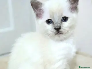 Ragdoll cats ADORABLE GCCF REG CHAMPION LINE RAGDOLL KITTENS - Advert 2