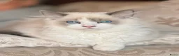 Ragdoll cats for sale: Ragdoll kitten - Advert 4
