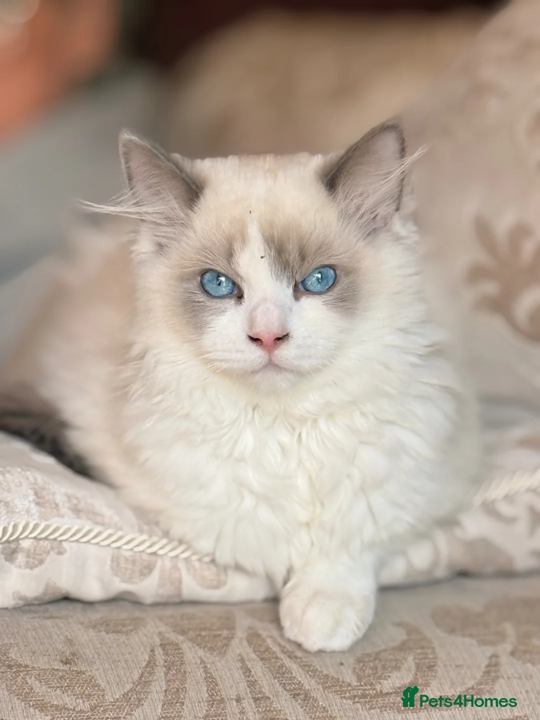 Ragdoll cats for sale: Ragdoll kitten - Advert 4