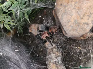 Spiders invertebrates Tiger Rump BEAUTIFUL SPIDER - Advert 2