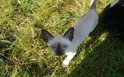 Siamese cats for sale: Siamese Kittens - Image 8