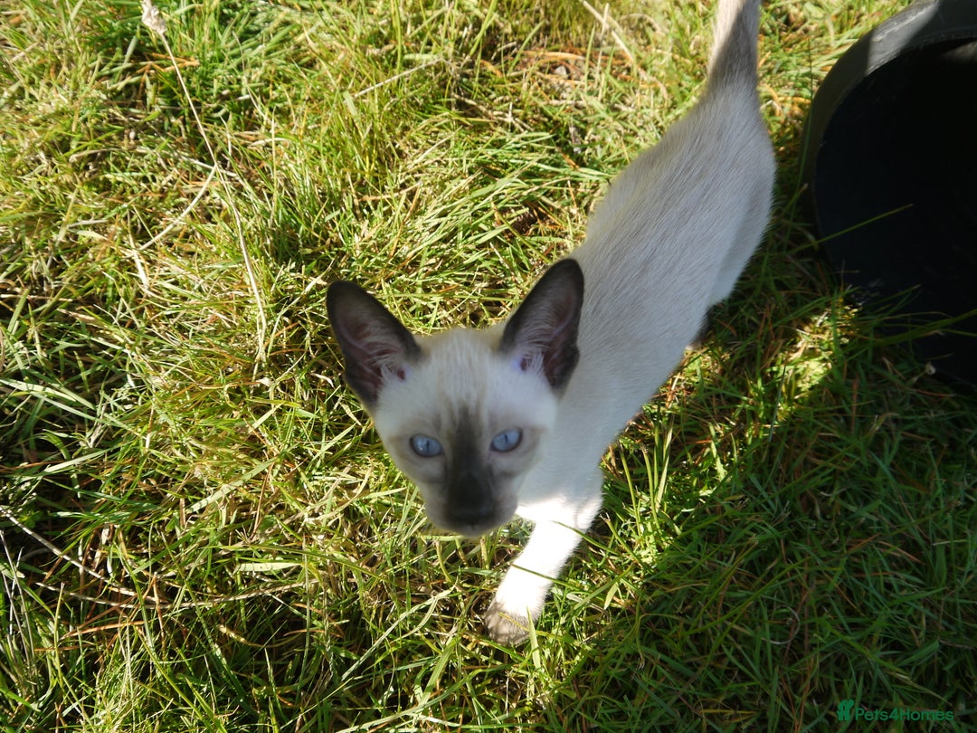 Siamese cats for sale: Siamese Kittens - Image 8