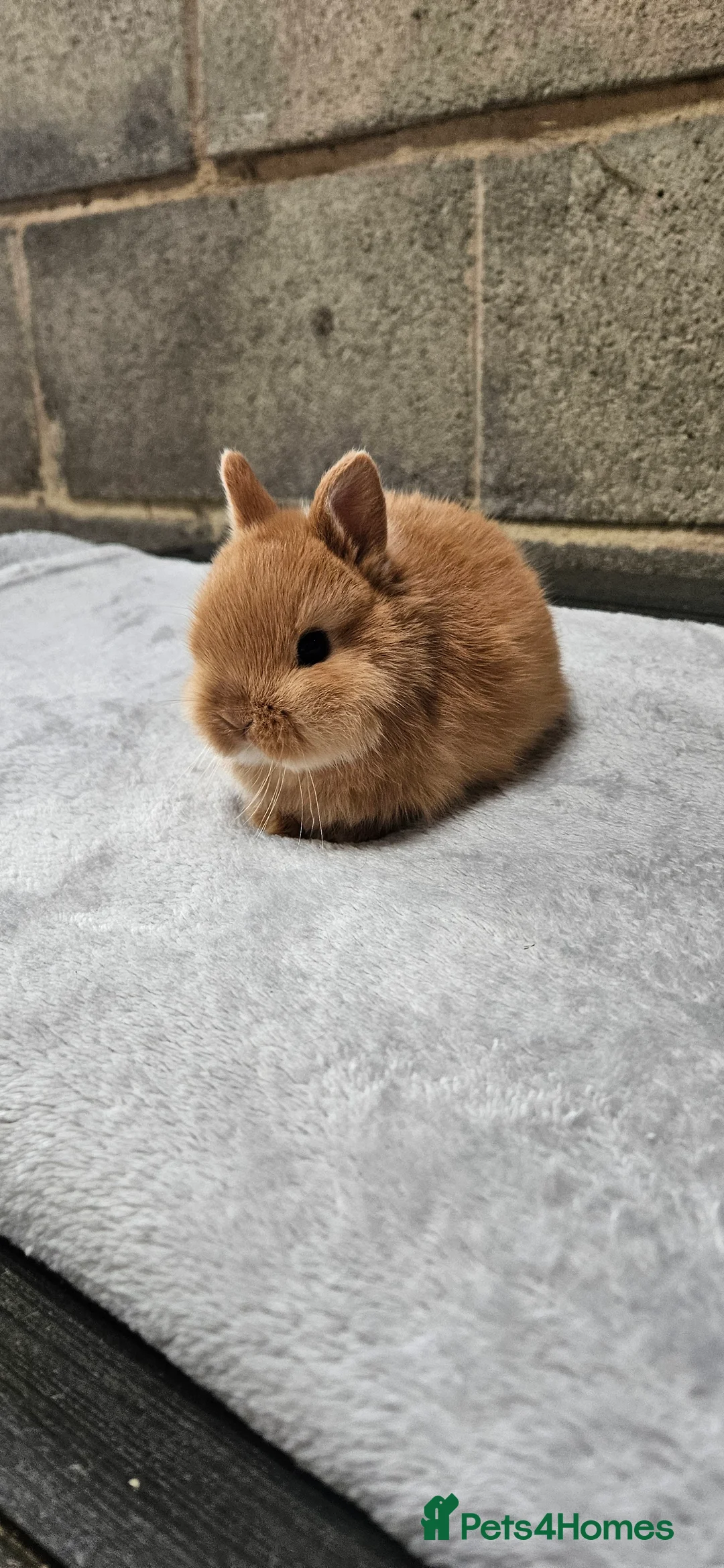 Netherland Dwarf rabbits for sale: Netherland Dwarf Orange Bucks 🍊 🐰 - Advert 2
