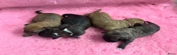 Mixed Breed dogs for sale: F1 Cairndoodle Puppies  - Advert 11