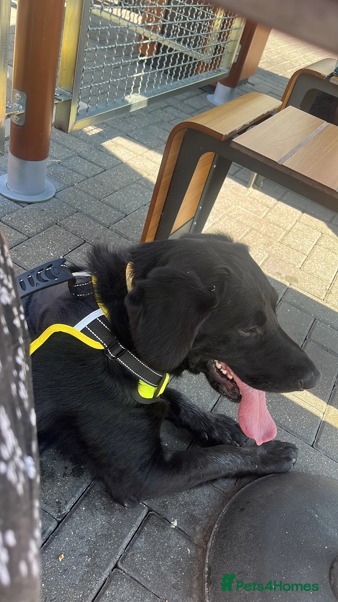 Mixed Breed dogs for sale: Cocker spanielxGerman shepherd for urgent rehoming - Advert 2