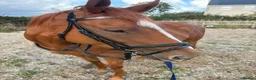 English Thoroughbred horses for sale: OTTB Chestnut Mare - Advert 4