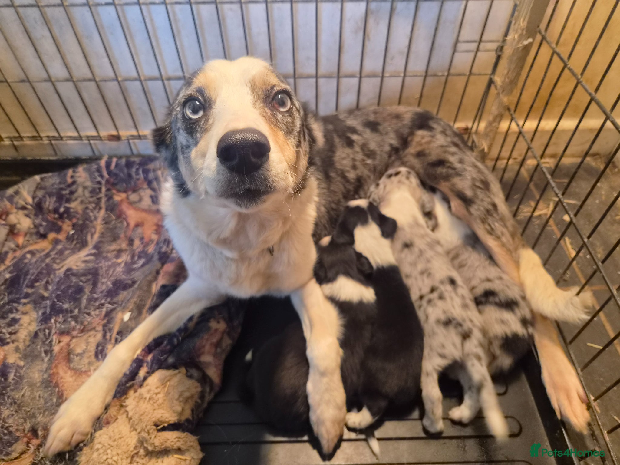 Border Collie dogs Merle collie pups - Advert 5