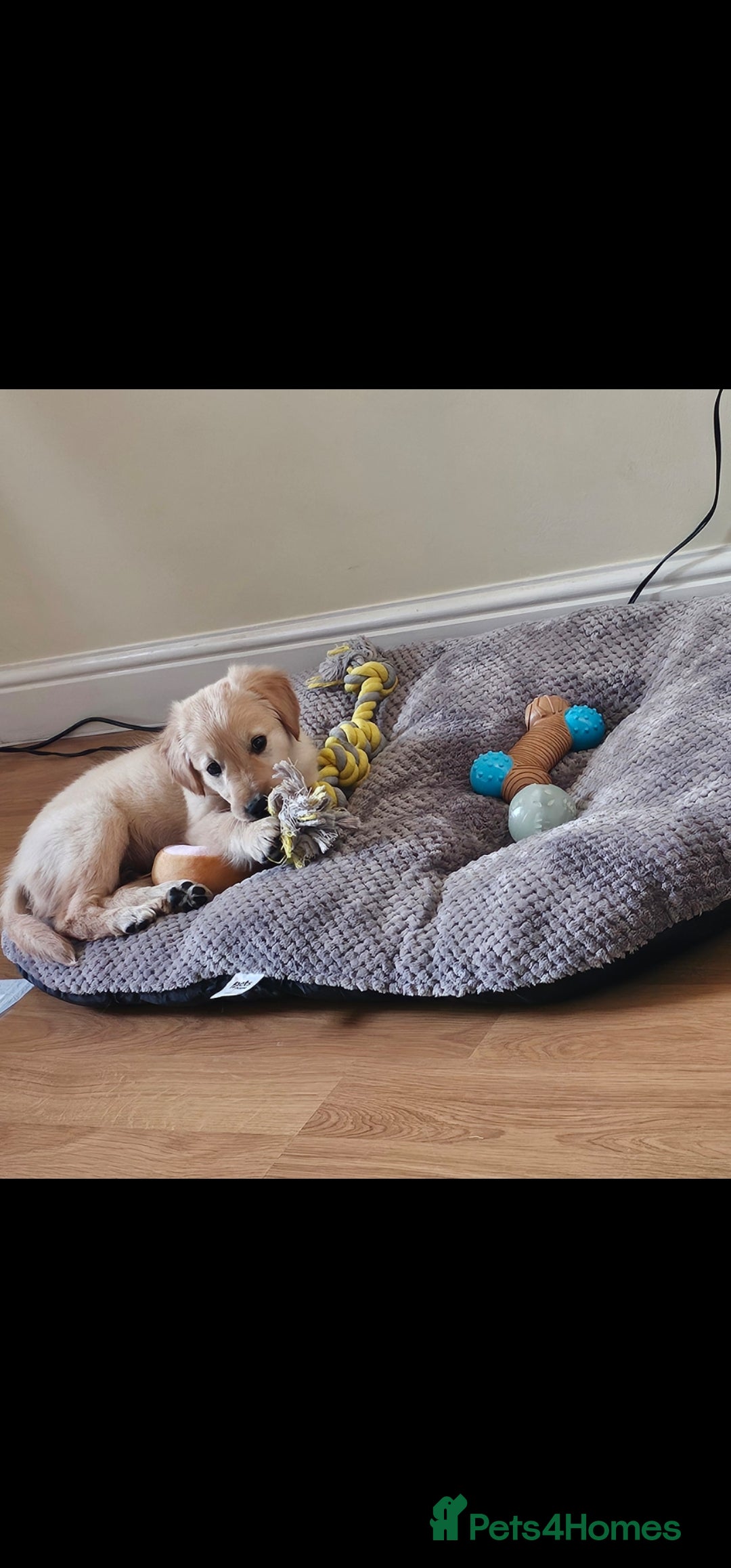 Golden Retriever dogs for sale: Beautiful Male Golden Retriever Puppy for Sale - Advert 6