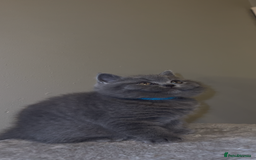 British Shorthair cats for sale: British shorthair kittens🩵 - Image 4