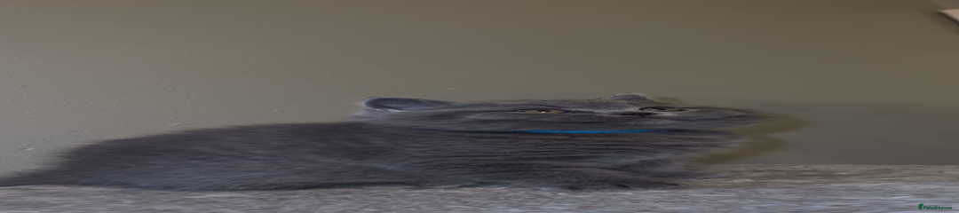 British Shorthair Kitten 1