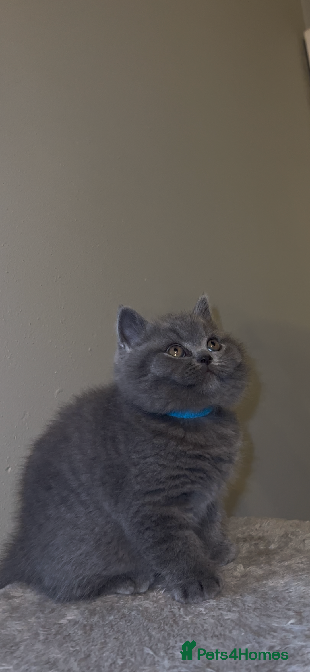 British Shorthair cats for sale: British shorthair kittens🩵 - Image 4