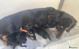 Miniature Dachshund dogs for sale: ADORABLE LONGHAIRED MINIATURE DACHSHUND PUPPIES - Image 6