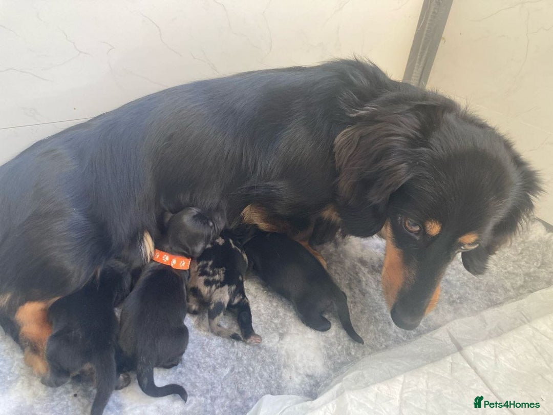 Miniature Dachshund dogs for sale: ADORABLE LONGHAIRED MINIATURE DACHSHUND PUPPIES - Image 6