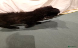 British Longhair cats for sale: 7 kittens boys and girls. British longhair cross  - Image 35