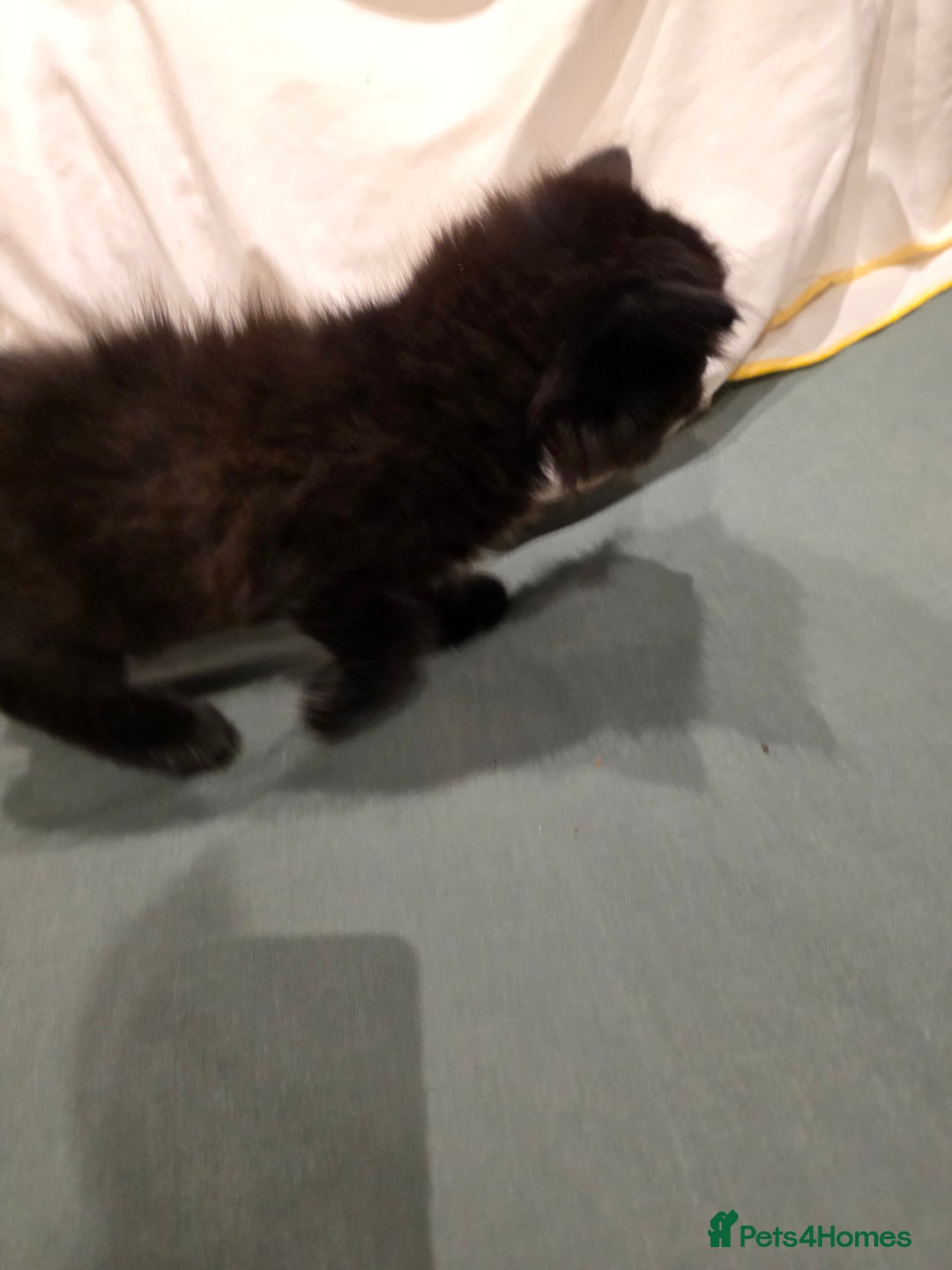 British Longhair cats for sale: 7 kittens boys and girls. British longhair cross  - Image 35
