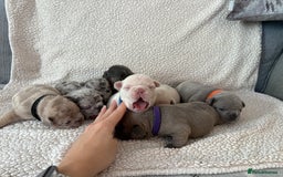 French Bulldog dogs for sale: French bulldog pedigree litter - Image 1