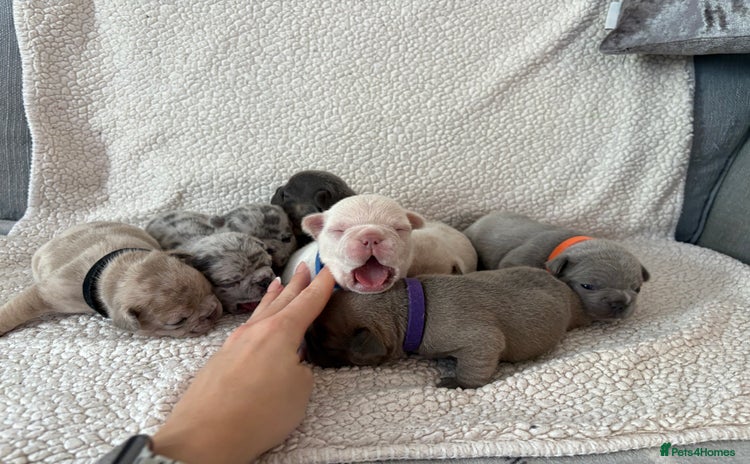 French Bulldog dogs - Advert 16