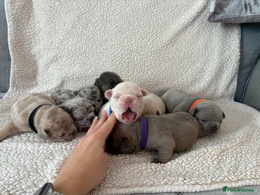French Bulldog dogs for sale: French bulldog pedigree litter - Image 1