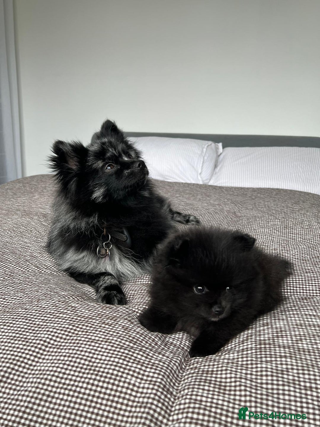 Pomeranian dogs for sale: ONE-TIME ONLY PUREBRED POM PUP (BLUE MERLE PARENT) - Advert 19