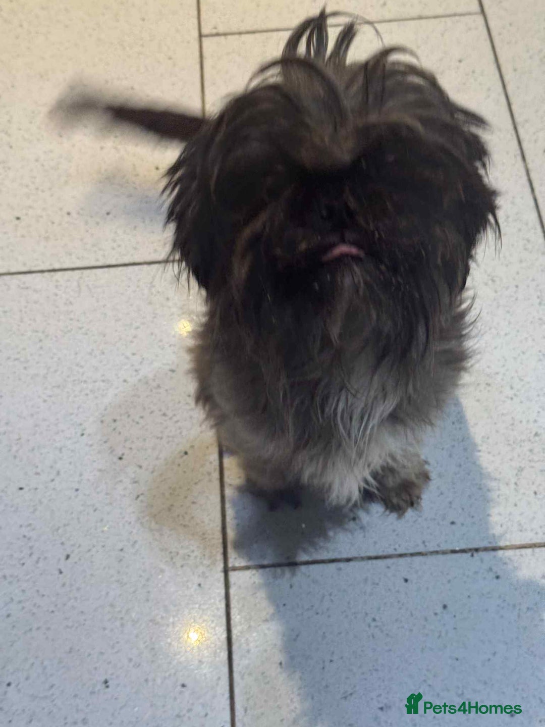 Shih Tzu dogs for sale: Lovely shihtzu female  - Image 2