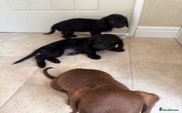 Doxiepoo dogs for sale: Daxi poos - Image 6