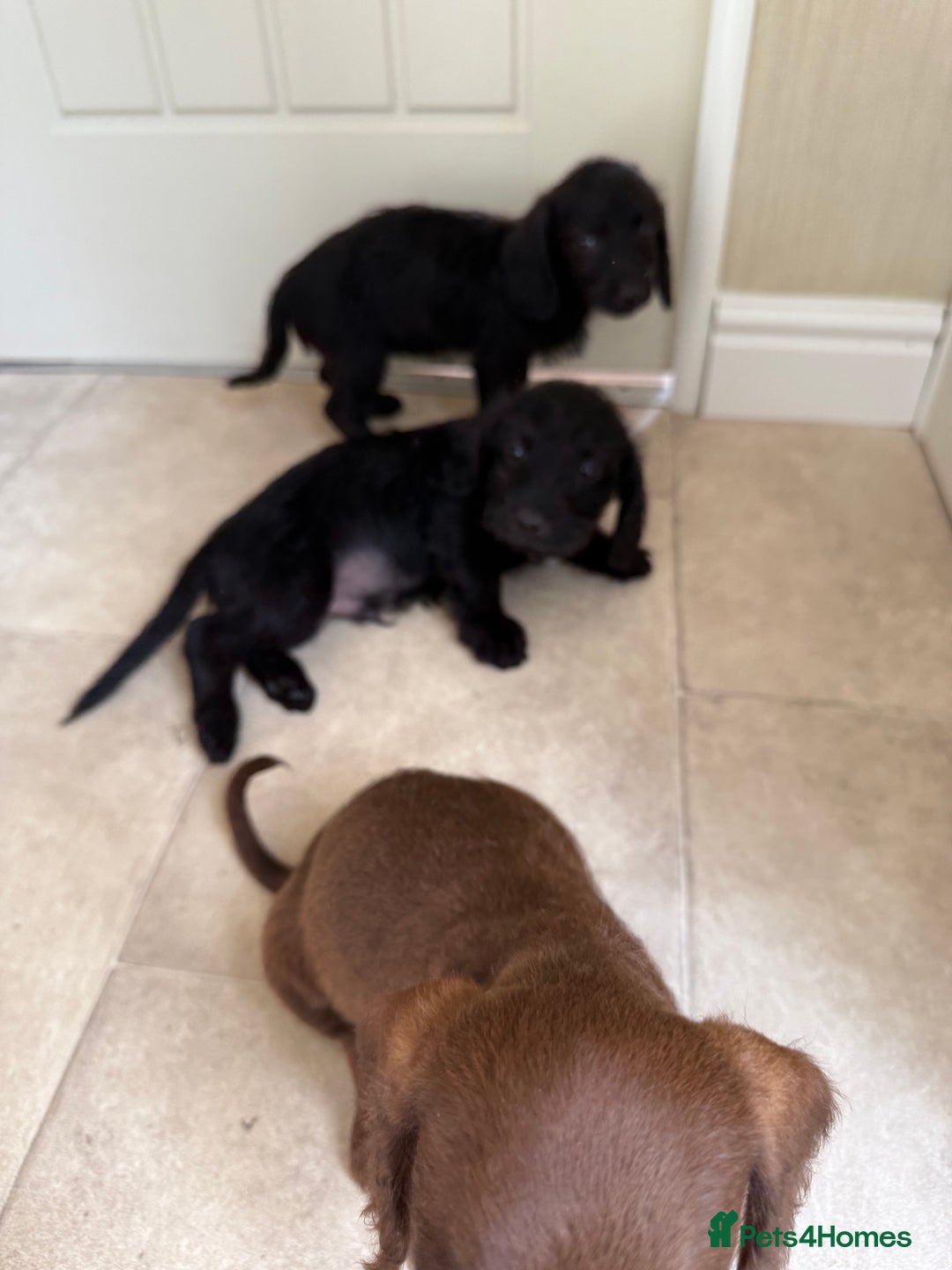 Doxiepoo dogs for sale: Daxi poos - Image 6