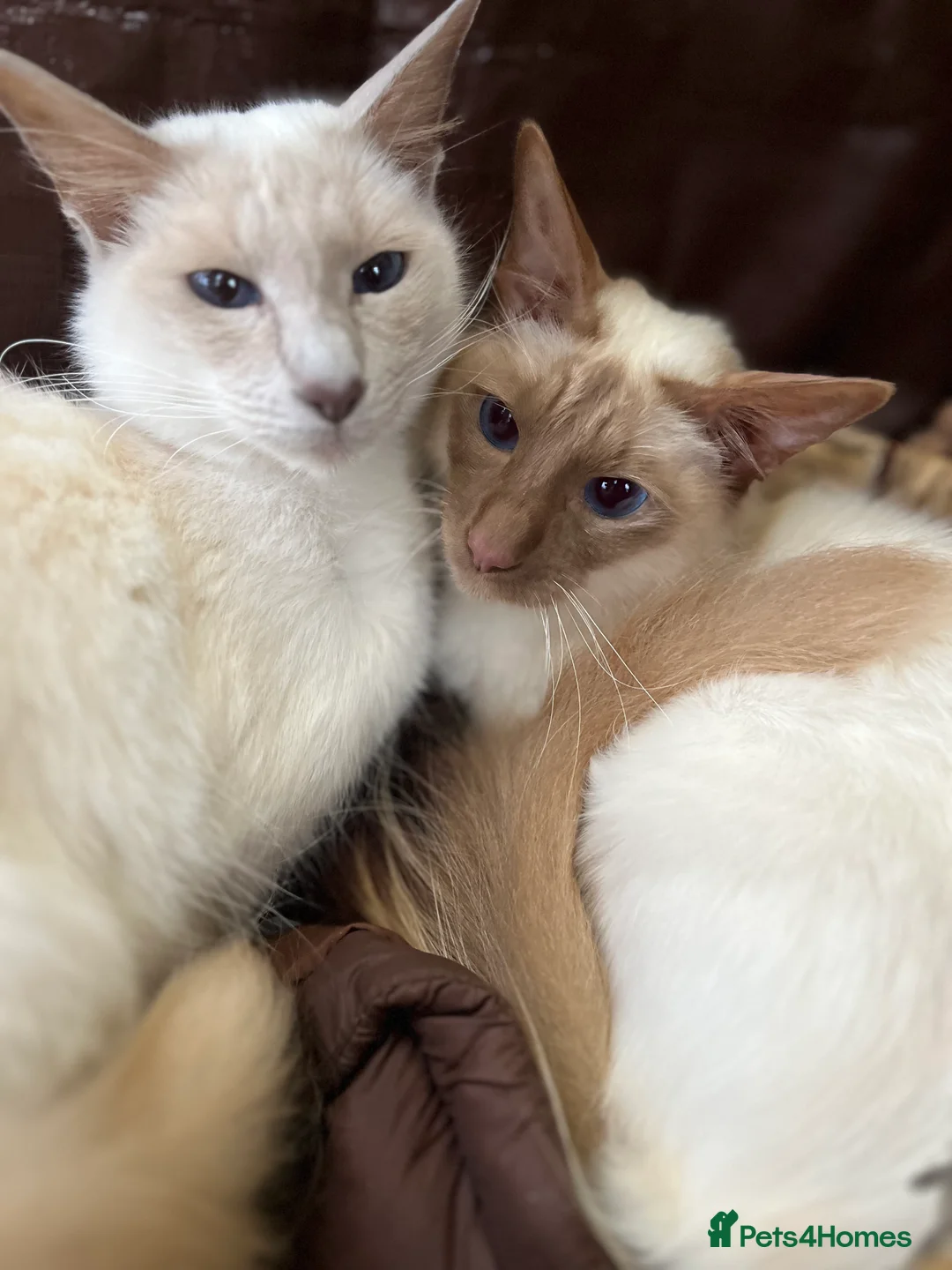 Siamese cats for sale: 2 sisters - Advert 4