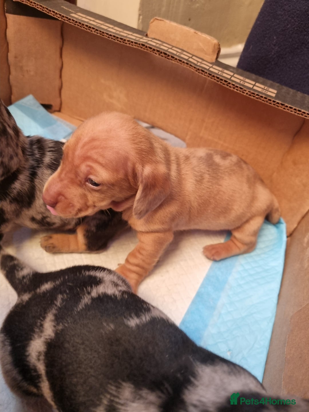 Dachshund dogs for sale: Miniture Silver Dapple Dachshunds - Advert 21