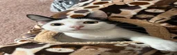 Mixed Breed cats for sale: 1 beautiful female cat - Advert 3