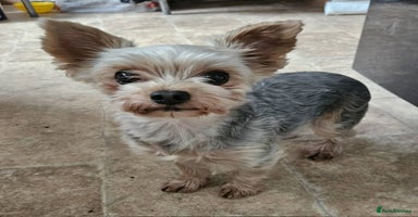 Yorkshire Terrier dogs Yorkshire terrier  - Advert 4