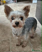 Yorkshire Terrier dogs Yorkshire terrier - Advert 2