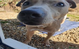 Mixed Breed dogs for sale: Please Take Care of My Dog (foster/temporary)  - Image 4