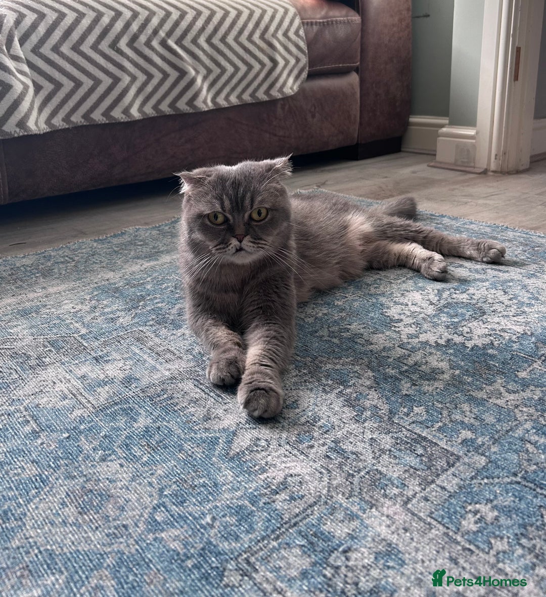 Scottish Fold cats for sale: Little buddies looking for home - Advert 25