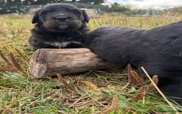 Mixed Breed dogs for sale: Bernese X Golden Retriever Puppies - Image 14