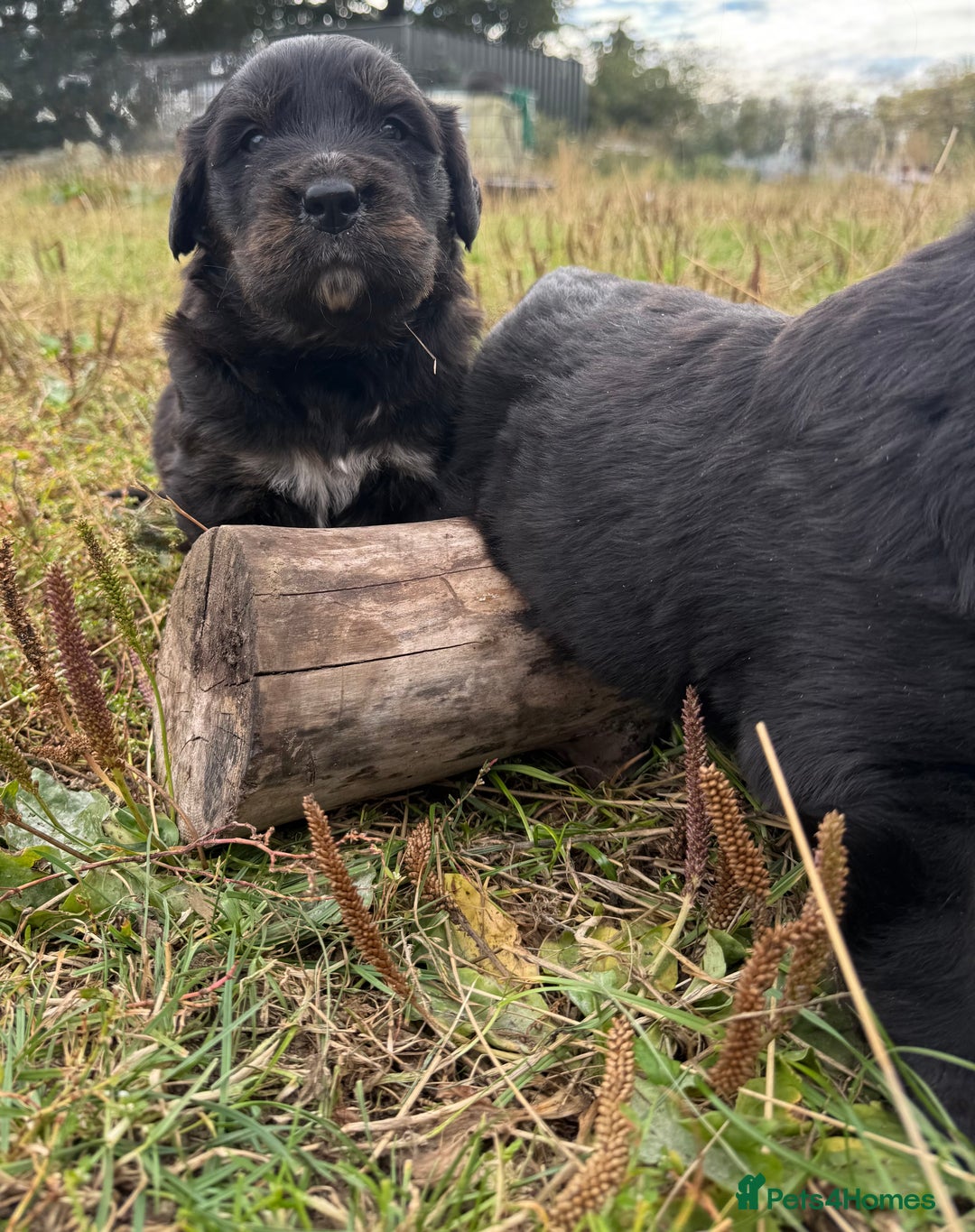 Mixed Breed dogs for sale: Bernese X Golden Retriever Puppies - Image 14