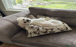 Lhasa Apso dogs for stud: Stud Available – Milo the Lhasa Apso - Image 5