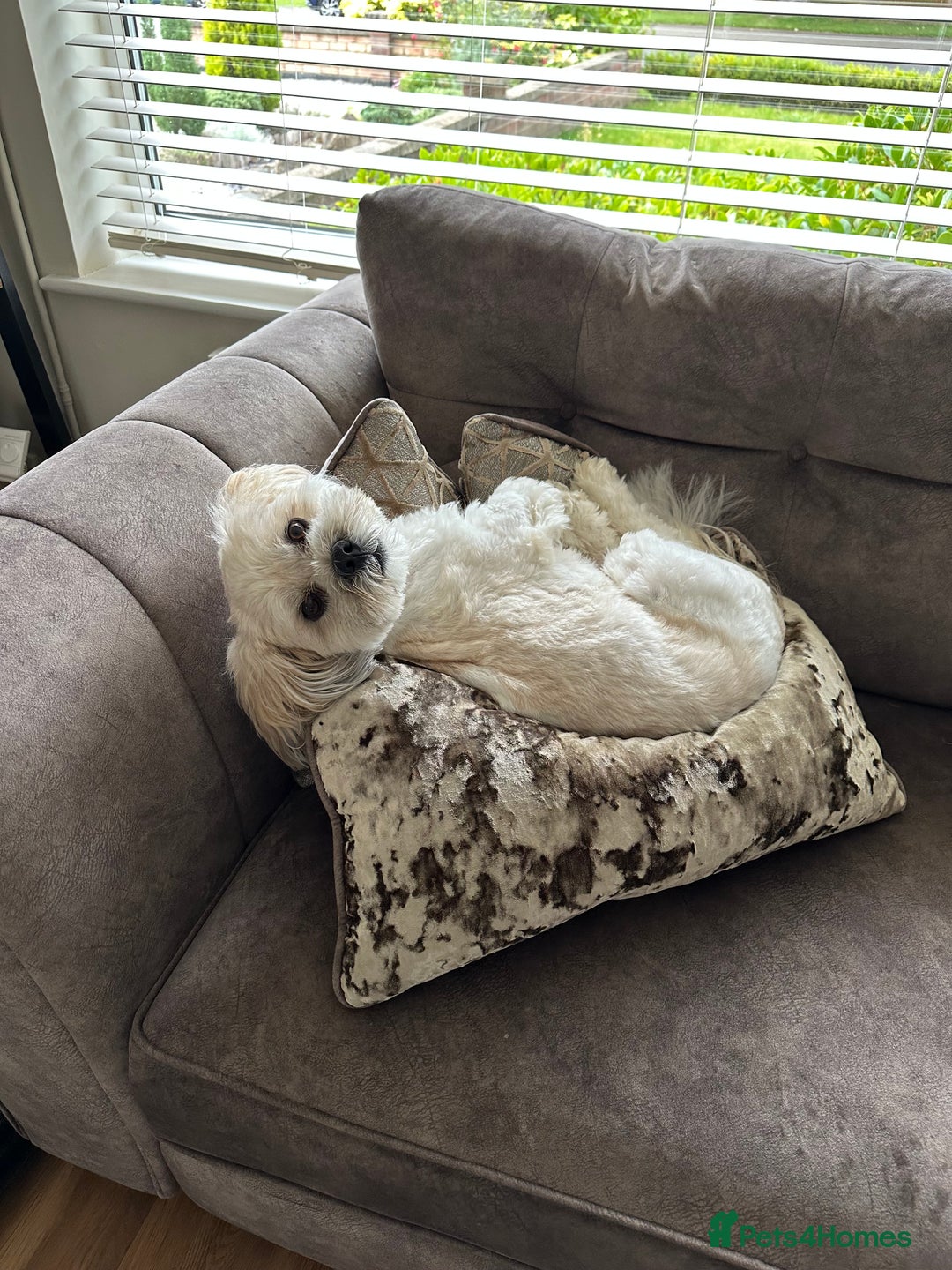 Lhasa Apso dogs for stud: Stud Available – Milo the Lhasa Apso - Image 5