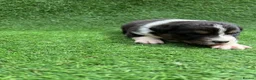Australian Shepherd dogs for sale: Australian Shepherd Puppies  - Advert 9