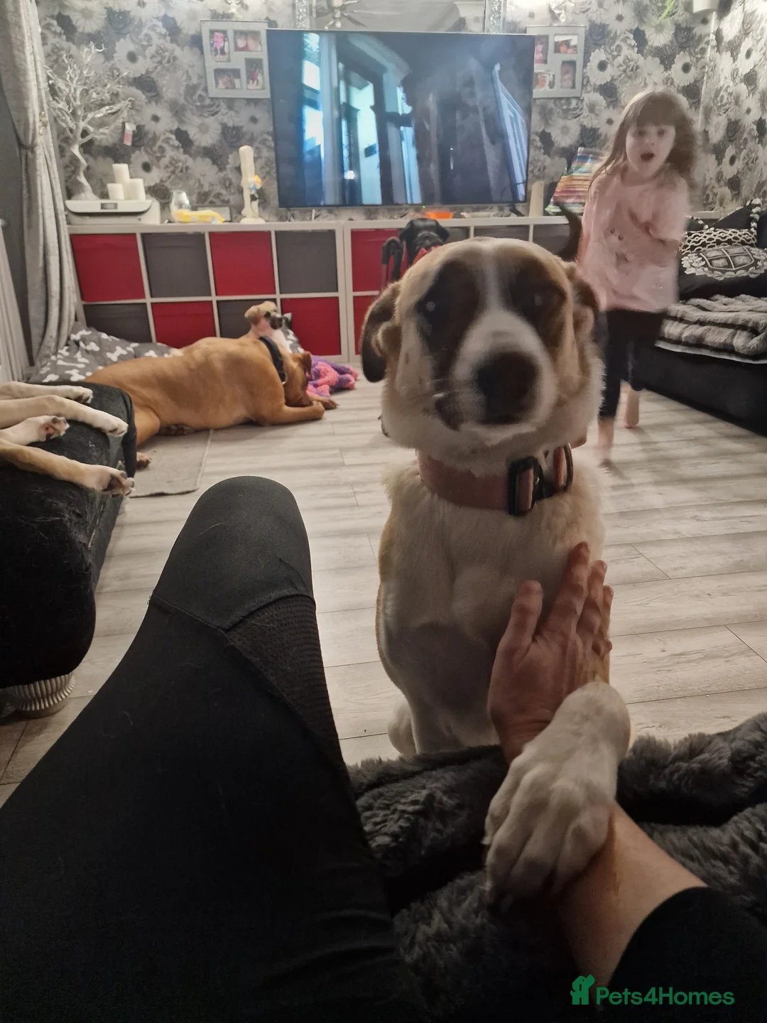 Mixed Breed dogs for sale: Collie x 2 years - Advert 2