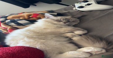 Ragdoll cats - Advert 16