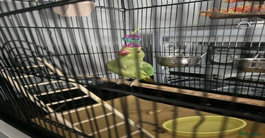 Ringnecks birds - Advert 13