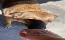 Mixed Breed dogs for adoption: Martha, 2-3 yr old. Available for adoption. in Brixham - Image 5